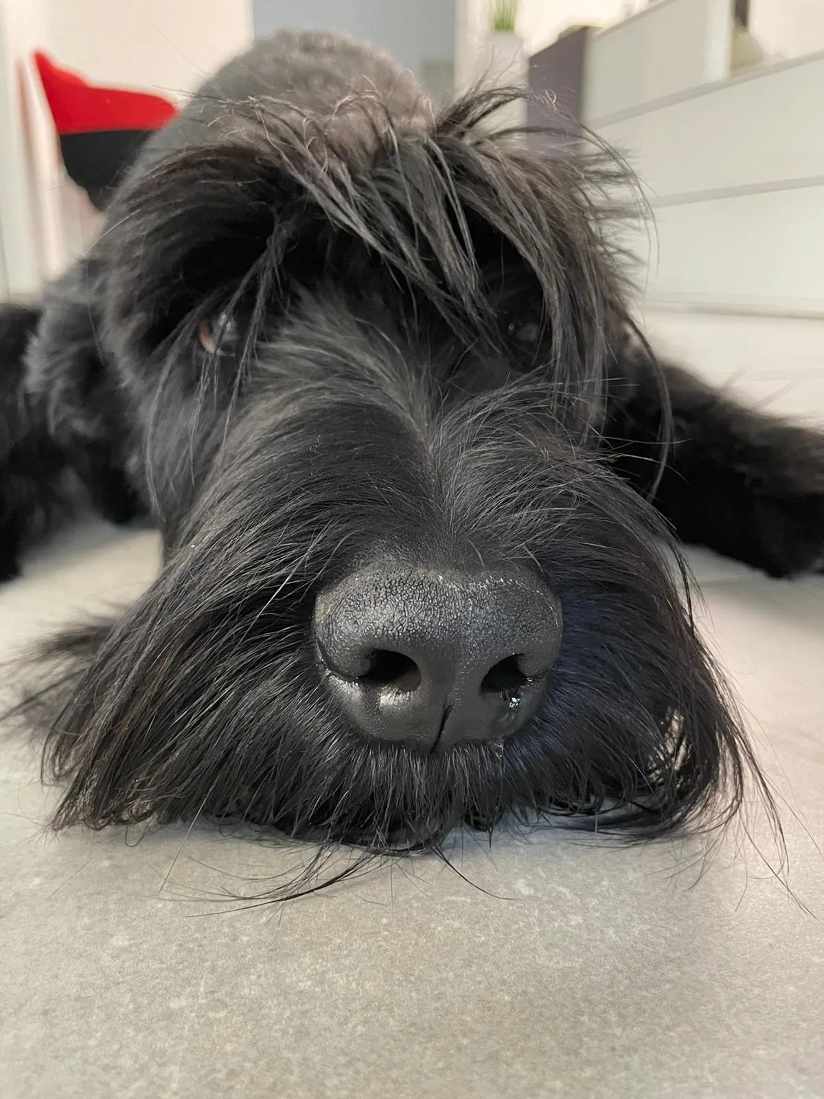 Emil, der Bürohund der Kanzlei